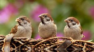 राष्ट्रीय पक्षी दिवस